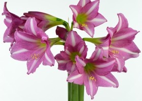 hippeastrum Estella (1)